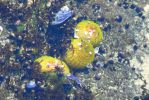 PICTURES/Oregon Coast Road - Cape Perpetua/t_Muscles and Yellow Blobs.JPG